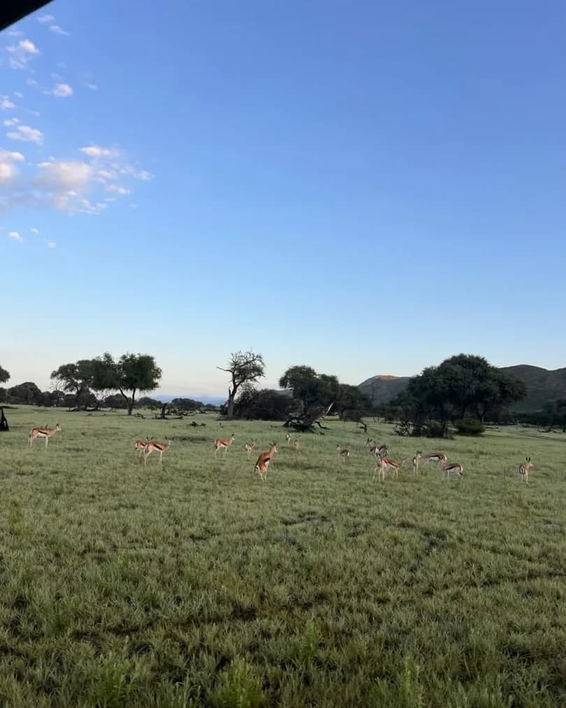 'n Kudde van antilope wat oor groen savanne met verspreide akasiabome wei