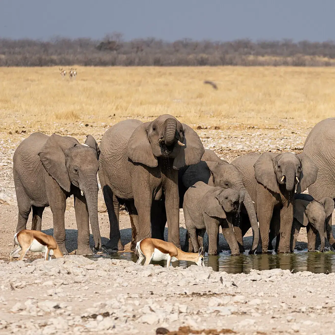 Olifante wat by 'n modderige watergat in Etosha Nasionale Park drink