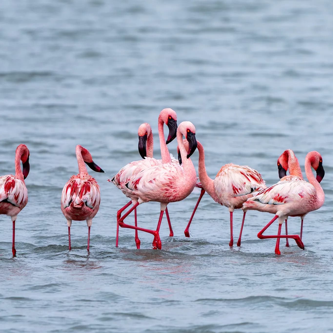 Flamingo's wat deur die vlak blou water van Walvisbaai lagune stap