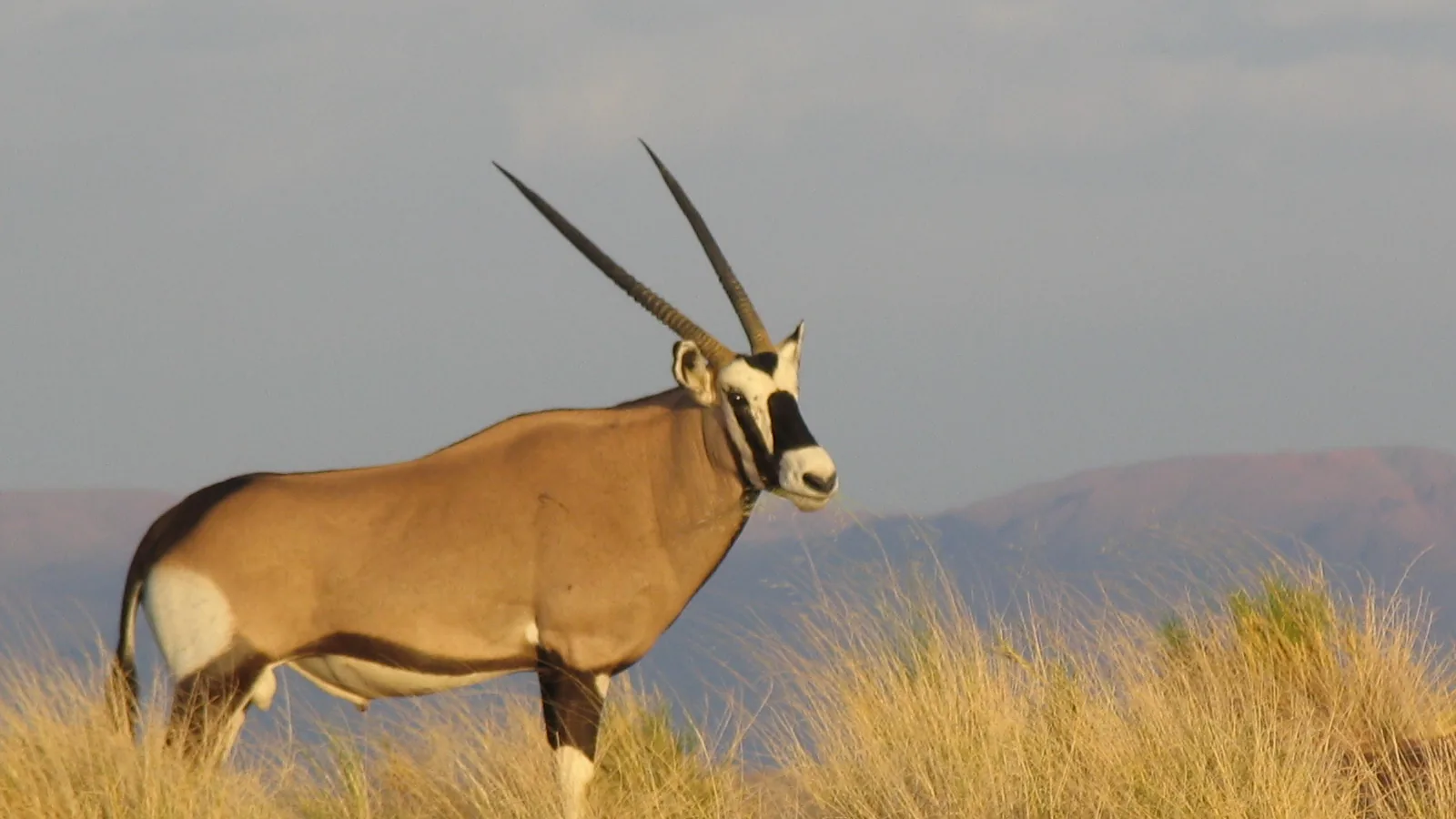 Gemsbok of gemsbok op 'n grasryk heuwel in goue aandlig