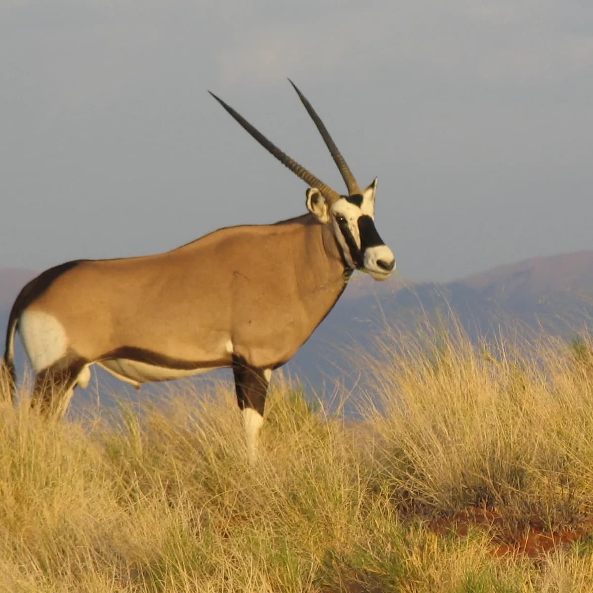 Gemsbok of kudu met lang reguit horings wat op 'n grasryk heuwel in goue lig staan