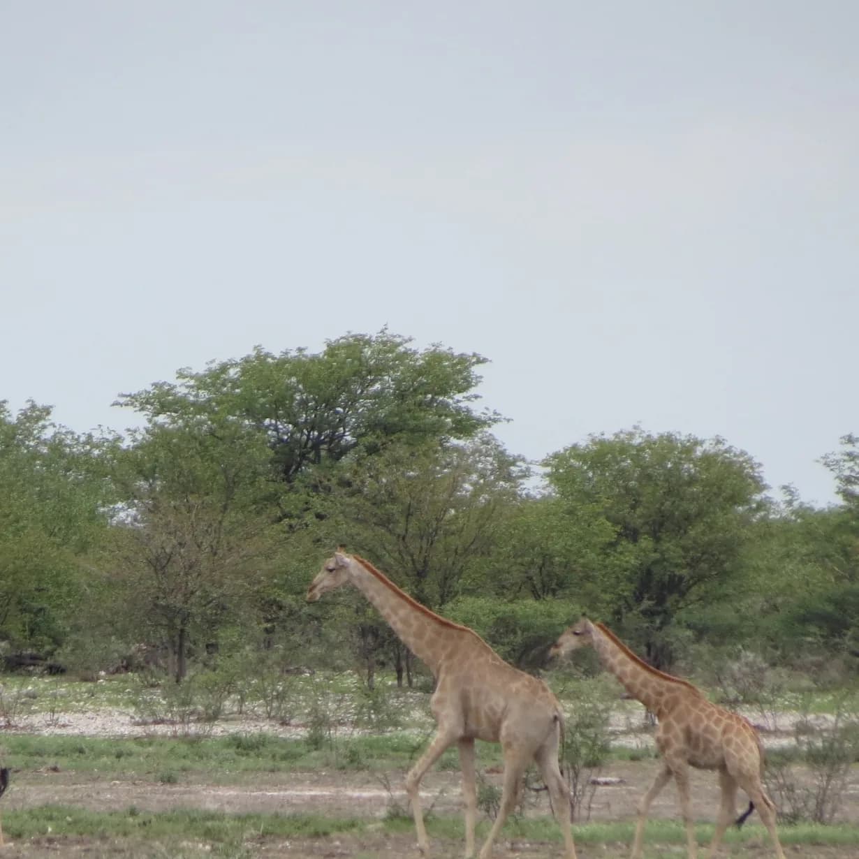 Drie giraffes wat in 'n lyn loop tussen groen akasiabome op die savanne