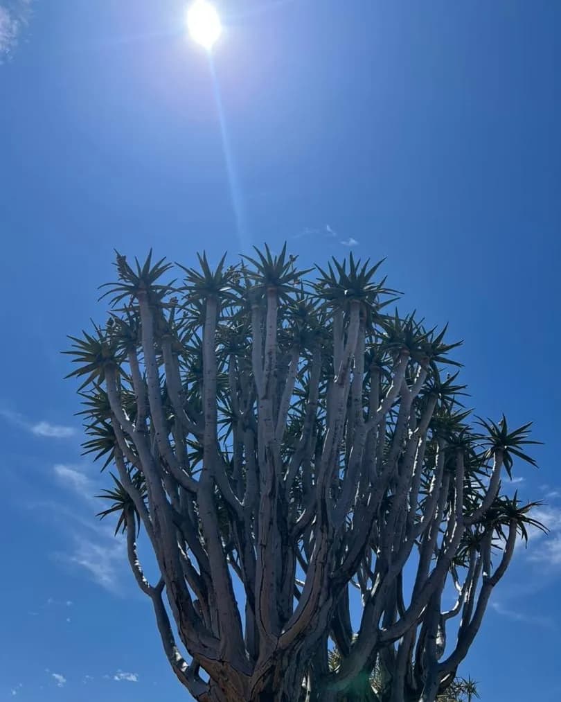 Uma árvore de flecha em silhueta contra o sol num céu azul profundo