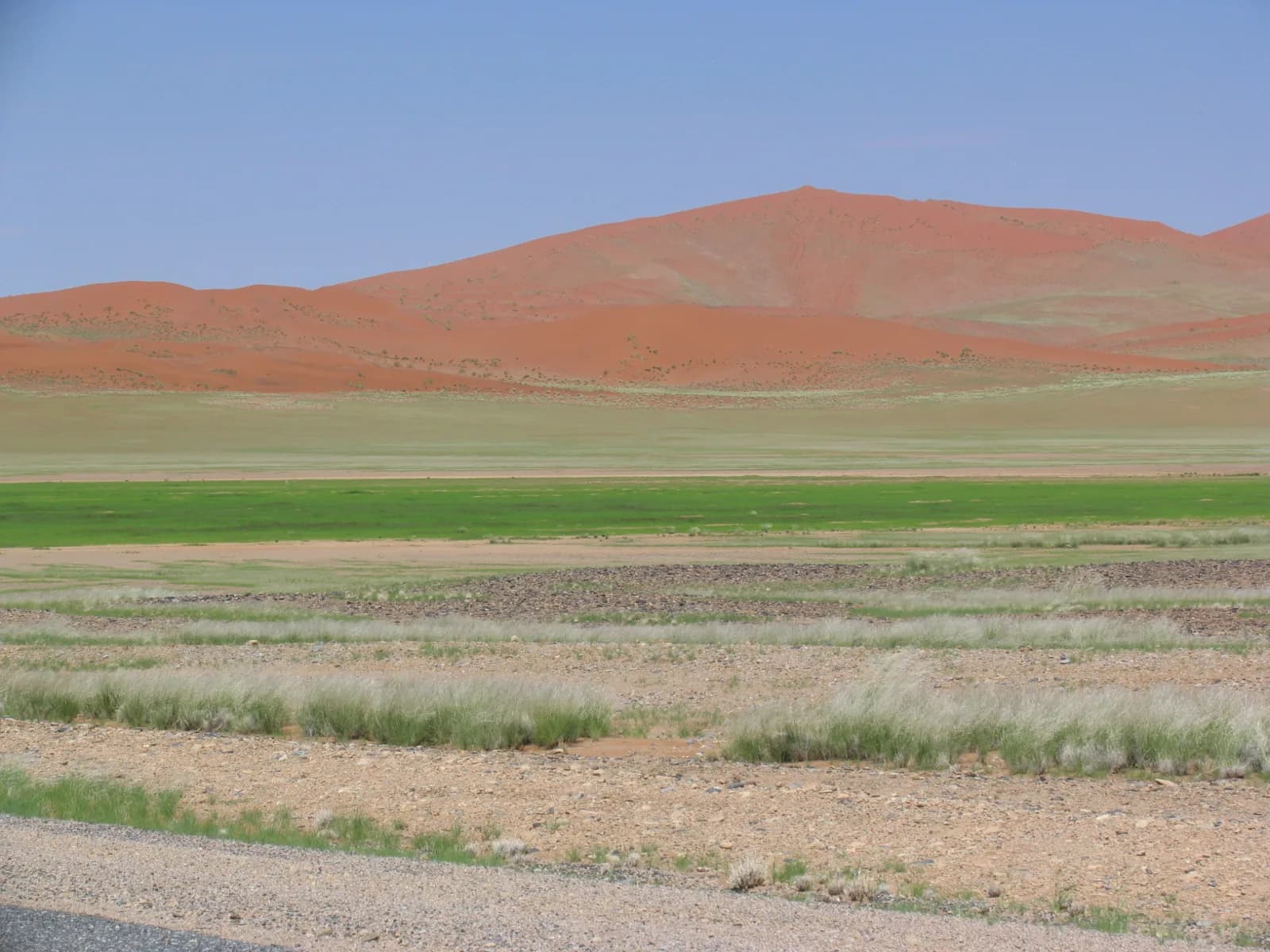 Rooi duine wat bo 'n groen en gruisvlak onder 'n skoon hemel in die Namib-woesteryn styg