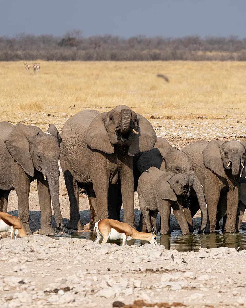 Elefanten trinken an einem Wasserloch im Etosha-Nationalpark
