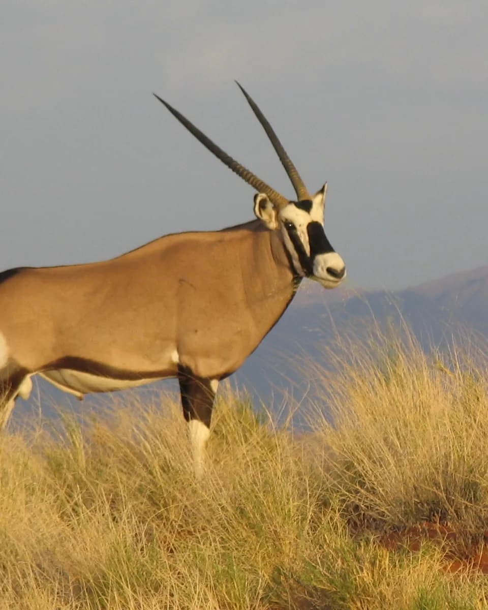 Gemsbok Oryx mit langen geraden Hörnern auf einem Graskamm im goldenen Licht