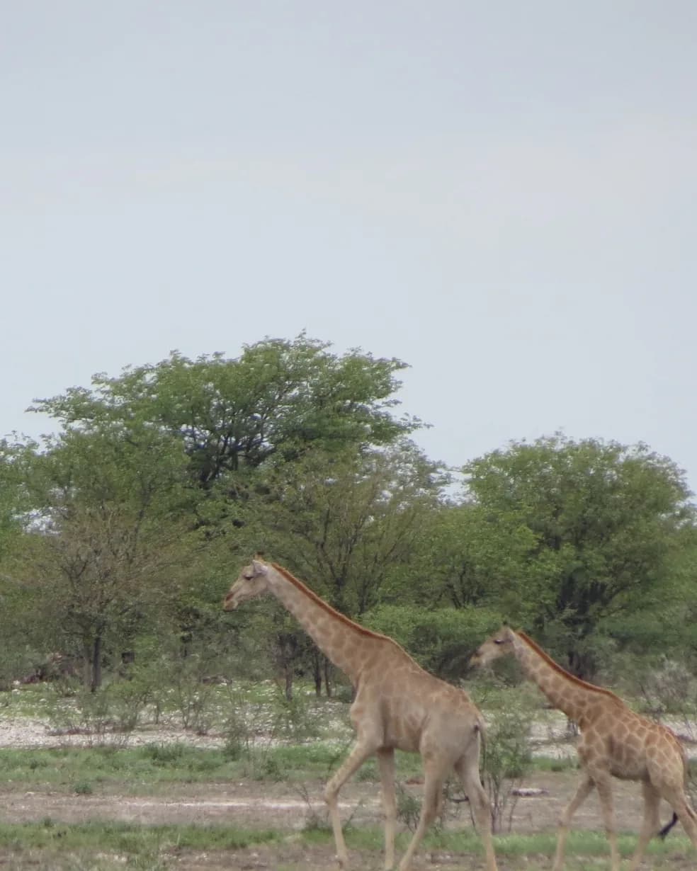 Drei Giraffen gehen hintereinander zwischen grünen Akazien auf der Savanne