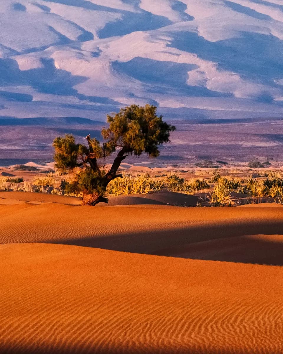 Rote Kalahari Dünen mit spärlichem Wüstengras unter weichem Abendhimmel