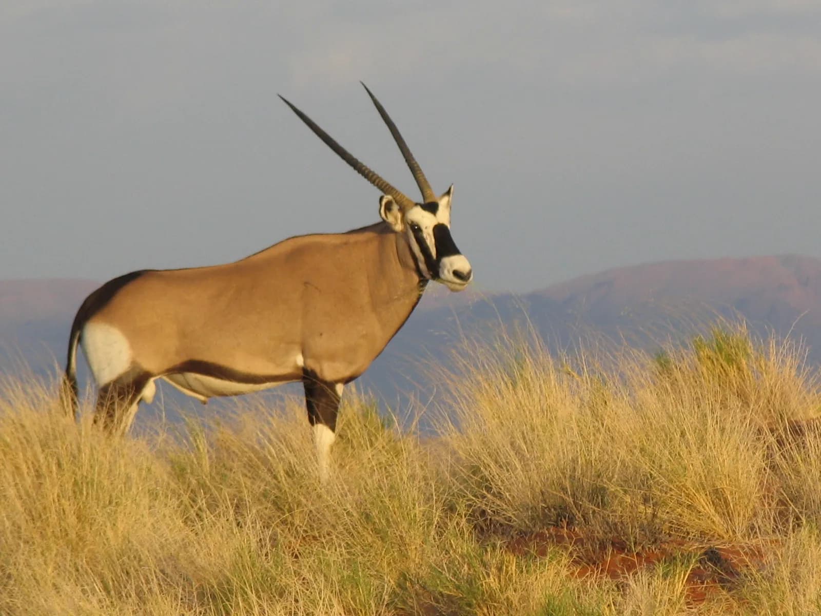 Gemsbok Oryx auf einem Graskamm im warmen goldenen Abendlicht