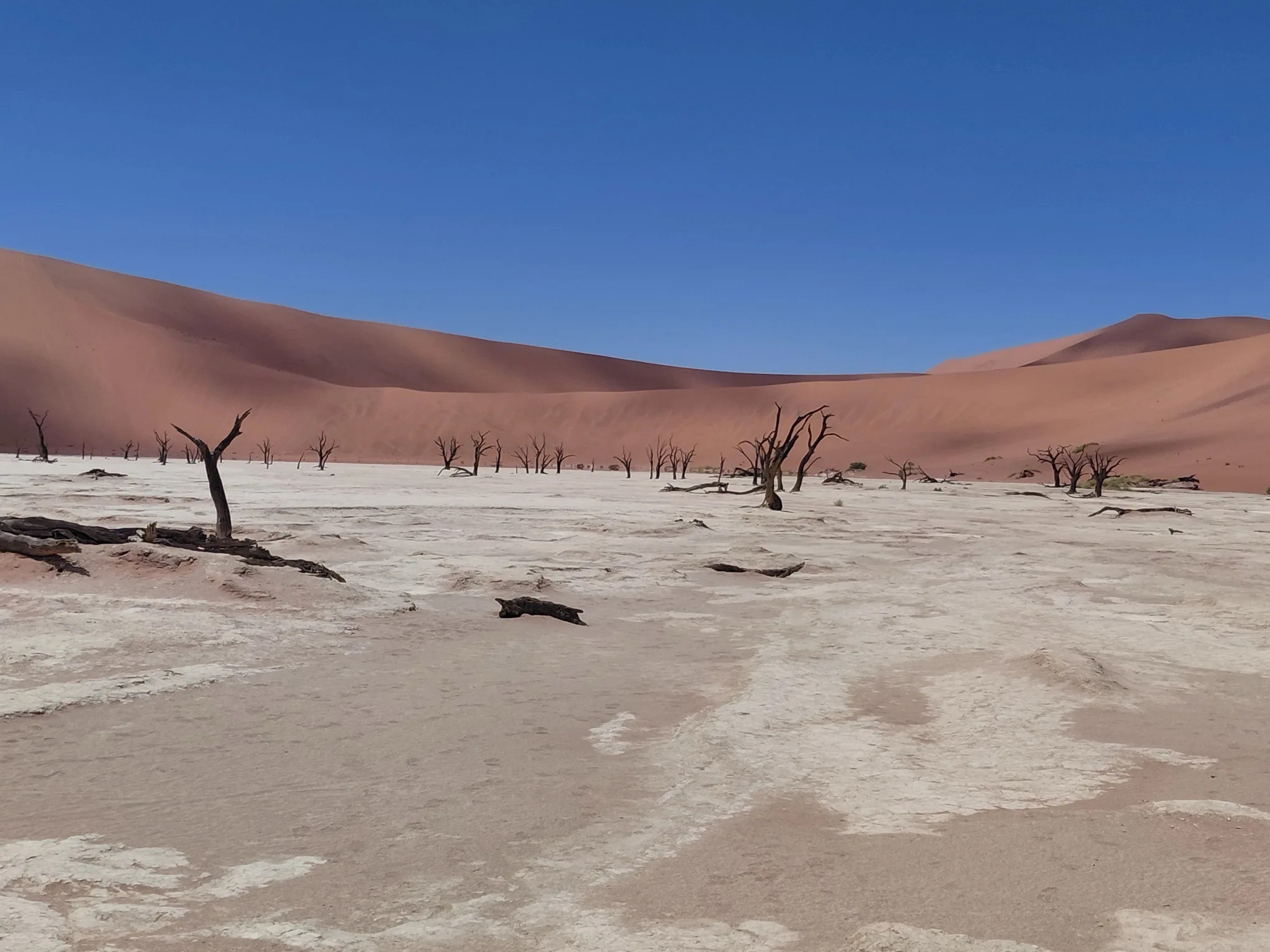 Dooie akasiabome wat op die wit klei van Deadvlei staan, omring deur indrukwekkende rooi duine onder 'n diepblou hemel